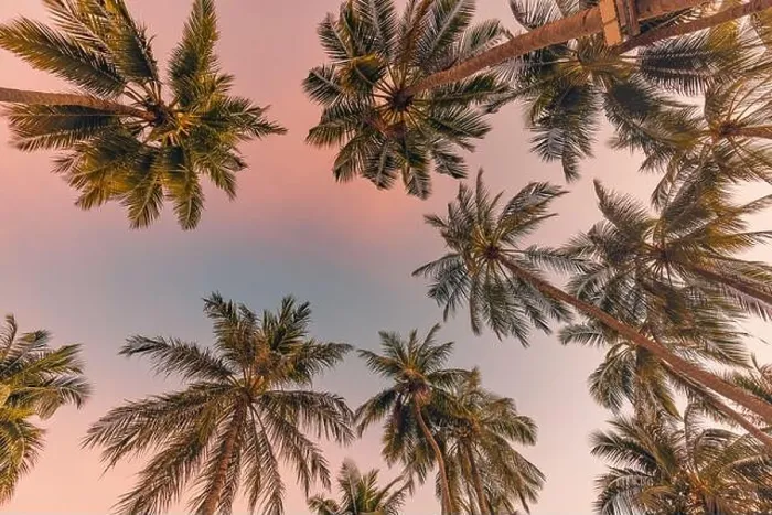 Framed Print : Palm trees with colorful sunset sky. Exotic tropical nature pattern, low point of view landscape. Peaceful and inspirational island scenic, silhouette Framed Print : Palm trees with colorful sunset sky. Exotic tropical nature pattern, low point of view landscape. Peaceful and inspirational island scenic, silhouette