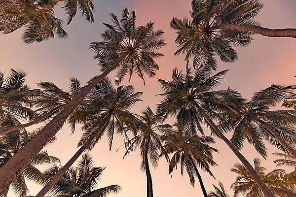 Palm trees with colorful sunset sky. Exotic tropical nature pattern, low point of view landscape. Peaceful and inspirational island scenic, silhouette