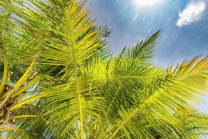 Framed Print : Palm trees with sky in the background. Vacation under a palm tree on the shore of the island under a blue sky in the tropics, artistic nature view Framed Print : Palm trees with sky in the background. Vacation under a palm tree on the shore of the island under a blue sky in the tropics, artistic nature view