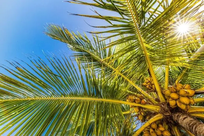 Framed Print : Palm trees with sky in the background. Vacation under a palm tree on the shore of the island under a blue sky in the tropics, artistic nature view Framed Print : Palm trees with sky in the background. Vacation under a palm tree on the shore of the island under a blue sky in the tropics, artistic nature view