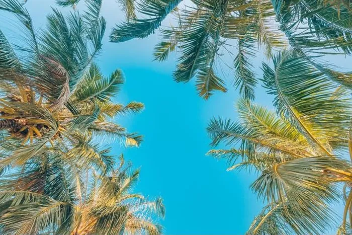 Framed Print : Palm trees with sky in the background. Vacation under a palm tree on the shore of the island under a blue sky in the tropics, artistic nature view Framed Print : Palm trees with sky in the background. Vacation under a palm tree on the shore of the island under a blue sky in the tropics, artistic nature view