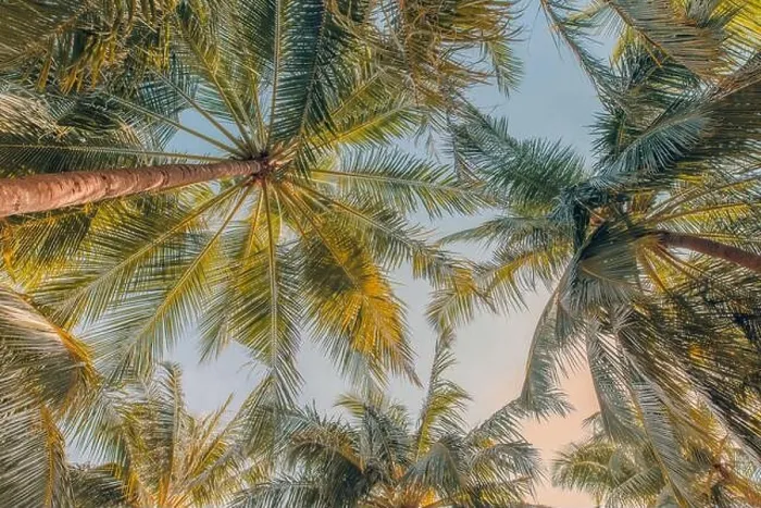 Framed Print : Palm trees under soft blue sky. Tropical jungle pattern, nature view from low point of view. Green nature, tropical foliage, exotic landscape Framed Print : Palm trees under soft blue sky. Tropical jungle pattern, nature view from low point of view. Green nature, tropical foliage, exotic landscape
