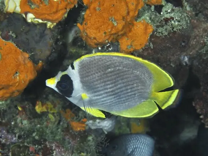 Framed Print : A panda butterflyfish (Chaetodon adiergastos) swimming between bright orange sea sponges Framed Print : A panda butterflyfish (Chaetodon adiergastos) swimming between bright orange sea sponges