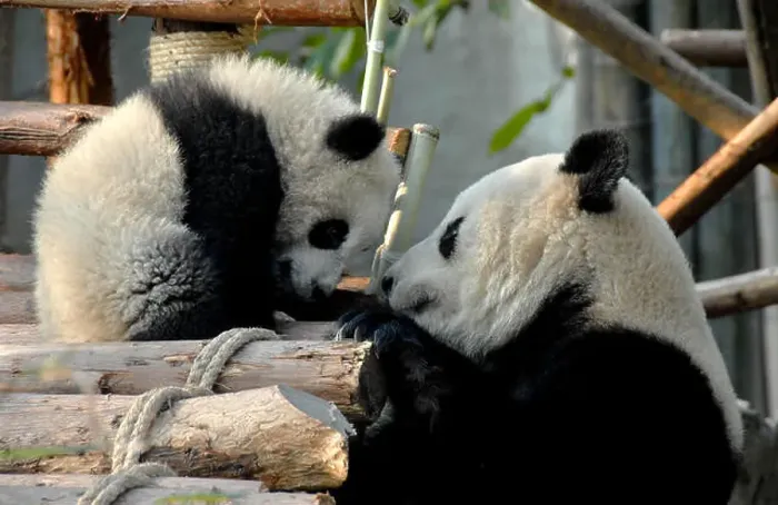 Framed Print : Panda mother and cub at Chengdu Panda Reserve (Chengdu Research Base of Giant Panda Breeding) in Sichuan Framed Print : Panda mother and cub at Chengdu Panda Reserve (Chengdu Research Base of Giant Panda Breeding) in Sichuan