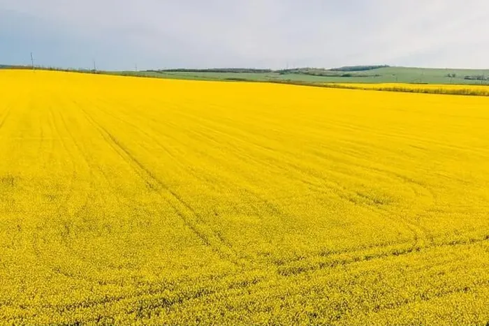 Framed Print : Panorama of blooming rapeseed field. Aerial view Framed Print : Panorama of blooming rapeseed field. Aerial view