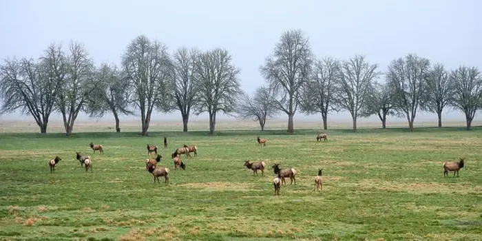 Framed Print : Panorama of elk herd on early winter morning with row of trees