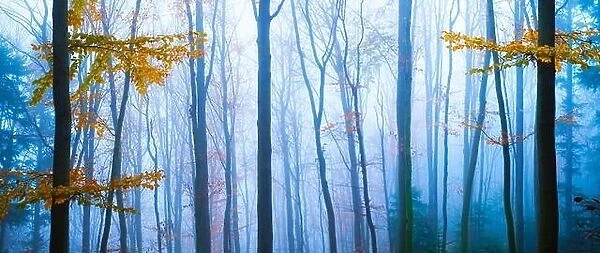 Panorama landscape of autumn forest in the mist with tree trunk with orange leaves. Magical beauty. Nature background