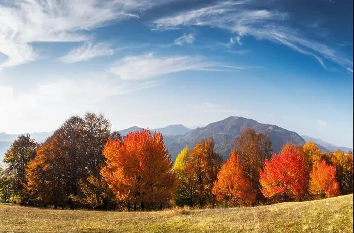 Framed Print : Panorama of picturesque autumn mountains with red beech forest in the foreground. Landscape photography Framed Print : Panorama of picturesque autumn mountains with red beech forest in the foreground. Landscape photography