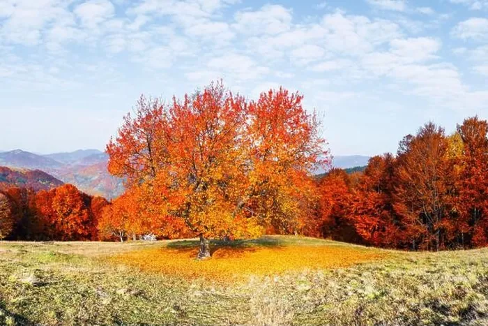 Framed Print : Panorama of picturesque autumn mountains with red beech forest in the foreground. Landscape photography Framed Print : Panorama of picturesque autumn mountains with red beech forest in the foreground. Landscape photography
