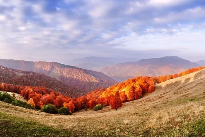 Framed Print : Panorama of picturesque autumn mountains with red beech forest in the foreground. Landscape photography Framed Print : Panorama of picturesque autumn mountains with red beech forest in the foreground. Landscape photography