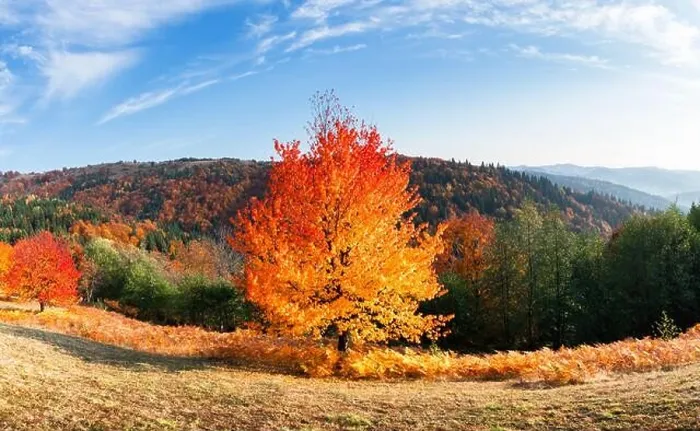 Framed Print : Panorama of picturesque autumn mountains with red beech forest in the foreground. Landscape photography Framed Print : Panorama of picturesque autumn mountains with red beech forest in the foreground. Landscape photography