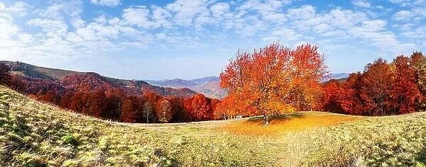 Panorama of picturesque autumn mountains with red cherry tree and orange beech forest in the foreground. Landscape photography