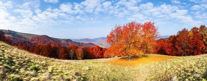 Framed Print : Panorama of picturesque autumn mountains with red cherry tree and orange beech forest in the foreground. Landscape photography Framed Print : Panorama of picturesque autumn mountains with red cherry tree and orange beech forest in the foreground. Landscape photography