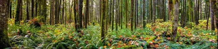 Framed Print : Panorama of a rainforest; British Columbia, Canada Framed Print : Panorama of a rainforest; British Columbia, Canada