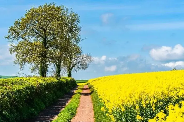 Framed Print : Panorama of Rapeseed fields and farms, Devon, England Framed Print : Panorama of Rapeseed fields and farms, Devon, England