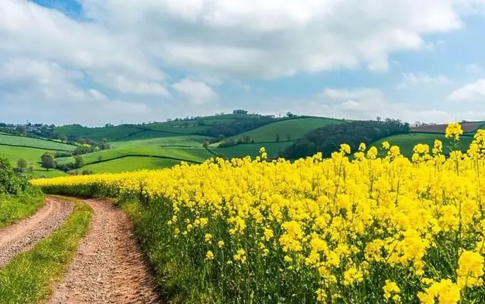 Framed Print : Panorama of Rapeseed fields and farms, Devon, England Framed Print : Panorama of Rapeseed fields and farms, Devon, England