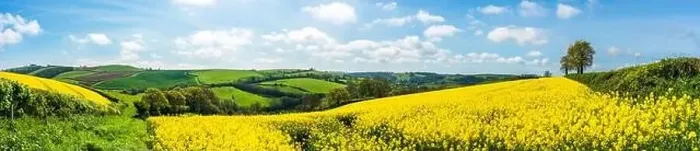 Framed Print : Panorama of Rapeseed fields and farms, Devon, England Framed Print : Panorama of Rapeseed fields and farms, Devon, England
