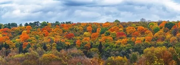 Framed Print : Panorama tops of colorful bright trees in autumn forest. Red yellow green orange colors of autumn mood Framed Print : Panorama tops of colorful bright trees in autumn forest. Red yellow green orange colors of autumn mood