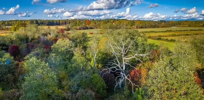 Framed Print : Panorama view of autumn forest and field from above. Latvian nature Framed Print : Panorama view of autumn forest and field from above. Latvian nature