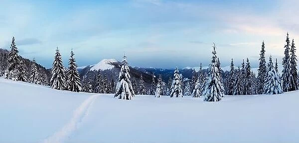 Panorama of winter landscape with snowy trees. Carpathian mountains, Ukraine, Europe. Christmas holiday concept