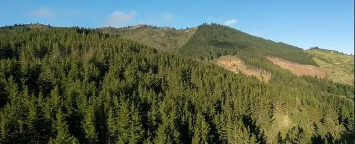 Framed Print : Panoramic aerial view of pine forest on mountain. Drone photo Framed Print : Panoramic aerial view of pine forest on mountain. Drone photo