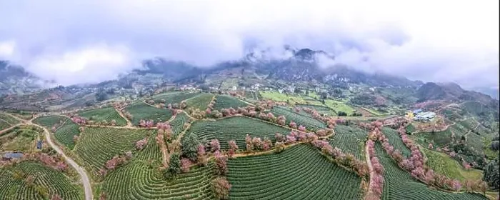 Framed Print : Panoramic Cherry blossoms bloom on the oolong tea hill in Sa Pa, Lào Cai province, Viet Nam Framed Print : Panoramic Cherry blossoms bloom on the oolong tea hill in Sa Pa, Lào Cai province, Viet Nam