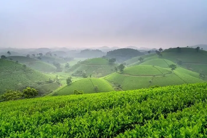 Framed Print : Panoramic image of Long Coc tea hill seen from above in Phu Tho province, Vietnam Framed Print : Panoramic image of Long Coc tea hill seen from above in Phu Tho province, Vietnam