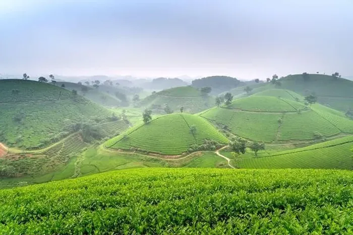 Framed Print : Panoramic image of Long Coc tea hill seen from above in Phu Tho province, Vietnam Framed Print : Panoramic image of Long Coc tea hill seen from above in Phu Tho province, Vietnam