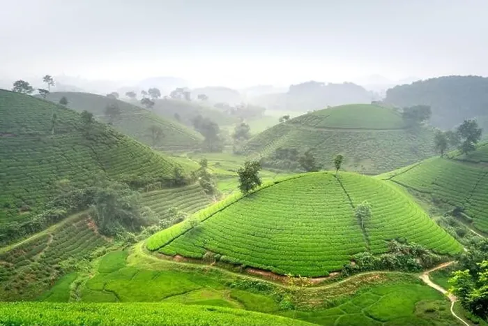 Framed Print : Panoramic image of Long Coc tea hill seen from above in Phu Tho province, Vietnam Framed Print : Panoramic image of Long Coc tea hill seen from above in Phu Tho province, Vietnam