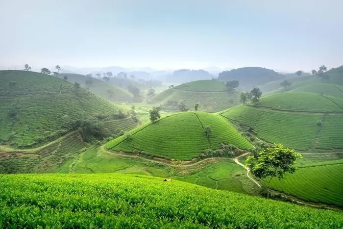 Framed Print : Panoramic image of Long Coc tea hill seen from above in Phu Tho province, Vietnam Framed Print : Panoramic image of Long Coc tea hill seen from above in Phu Tho province, Vietnam