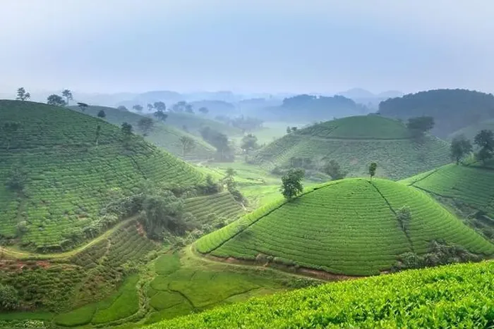 Framed Print : Panoramic image of Long Coc tea hill seen from above in Phu Tho province, Vietnam Framed Print : Panoramic image of Long Coc tea hill seen from above in Phu Tho province, Vietnam