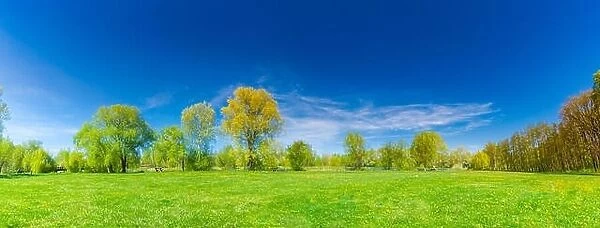 Panoramic spring summer landscape. Green meadow grass, yellow dandelion flowers and green trees under blue sky, sunny day. Idyllic nature landscape