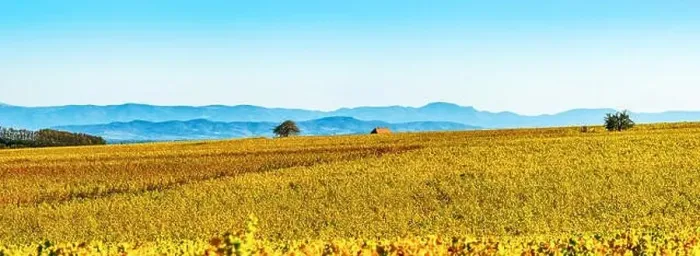 Framed Print : Panoramic view of the beautiful vineyards of Alsace in the fall. Bright yellow color prevails. France Framed Print : Panoramic view of the beautiful vineyards of Alsace in the fall. Bright yellow color prevails. France