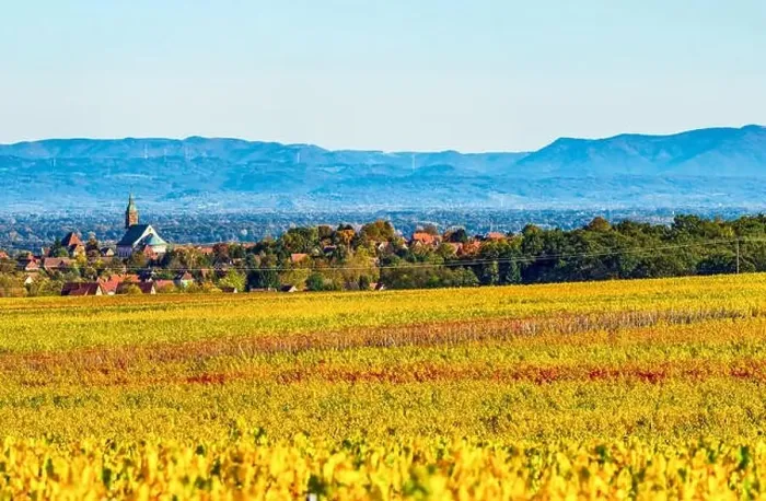 Framed Print : Panoramic view of the beautiful vineyards of Alsace in the fall. Bright yellow color prevails. France Framed Print : Panoramic view of the beautiful vineyards of Alsace in the fall. Bright yellow color prevails. France