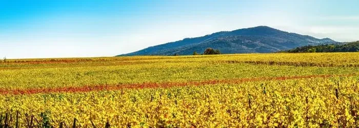 Framed Print : Panoramic view of the beautiful vineyards of Alsace in the fall. Bright yellow color prevails. France