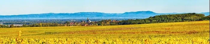 Framed Print : Panoramic view of the beautiful vineyards of Alsace in the fall. Bright yellow color prevails. France Framed Print : Panoramic view of the beautiful vineyards of Alsace in the fall. Bright yellow color prevails. France