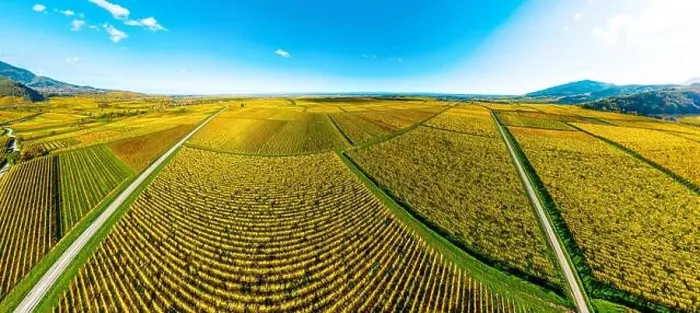 Framed Print : Panoramic view of the beautiful vineyards of Alsace in the fall. Bright yellow color prevails. France Framed Print : Panoramic view of the beautiful vineyards of Alsace in the fall. Bright yellow color prevails. France