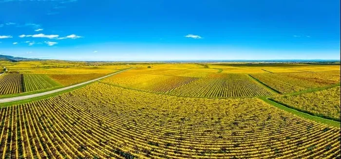 Framed Print : Panoramic view of the beautiful vineyards of Alsace in the fall. Bright yellow color prevails. France Framed Print : Panoramic view of the beautiful vineyards of Alsace in the fall. Bright yellow color prevails. France