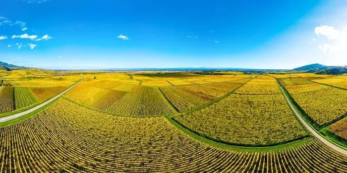 Framed Print : Panoramic view of the beautiful vineyards of Alsace in the fall. Bright yellow color prevails. France Framed Print : Panoramic view of the beautiful vineyards of Alsace in the fall. Bright yellow color prevails. France