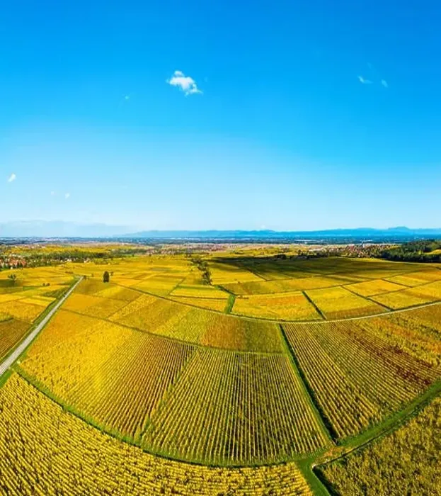 Framed Print : Panoramic view of the beautiful vineyards of Alsace in the fall. Bright yellow color prevails. France Framed Print : Panoramic view of the beautiful vineyards of Alsace in the fall. Bright yellow color prevails. France