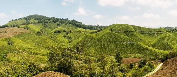 Framed Print : Panoramic view of Cameron Highlands, famous tea plantation in Malaysia (Asia) Framed Print : Panoramic view of Cameron Highlands, famous tea plantation in Malaysia (Asia)