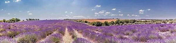 Panoramic view of French lavender field. Violet lavender field in Provence, France, Valensole. Summer nature landscape. Beautiful travel landscape