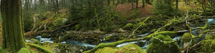 Framed Print : Panoramic wide view on ancient forest woodland in Devon, UK with fast moving creek Framed Print : Panoramic wide view on ancient forest woodland in Devon, UK with fast moving creek
