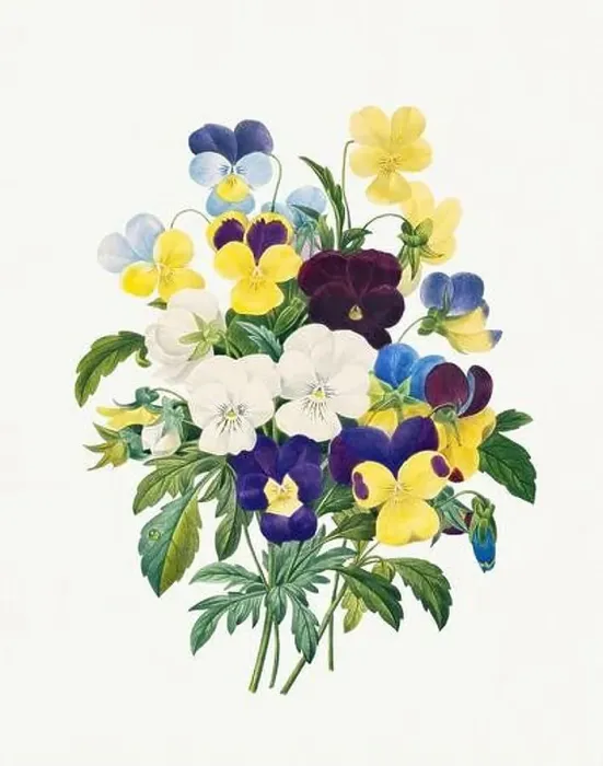 Framed Print : Pansy Bouquet. Beautiful flower illustration. Antique Botanical art by Pierre Joseph Redouté. Circa 1833 Framed Print : Pansy Bouquet. Beautiful flower illustration. Antique Botanical art by Pierre Joseph Redouté. Circa 1833