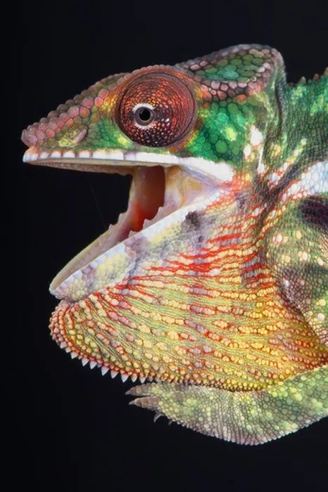Framed Print : Panther chameleon / Furcifer pardalis Framed Print : Panther chameleon / Furcifer pardalis