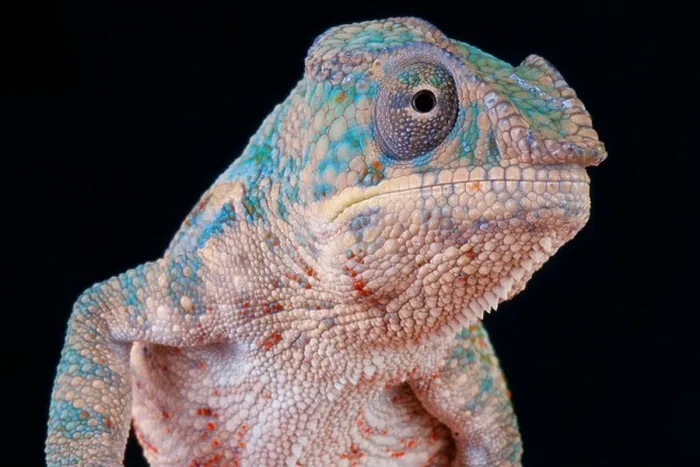 Framed Print : Panther chameleon / Furcifer pardalis Framed Print : Panther chameleon / Furcifer pardalis