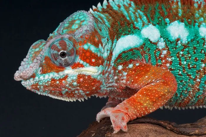 Framed Print : Panther chameleon / Furcifer pardalis Framed Print : Panther chameleon / Furcifer pardalis