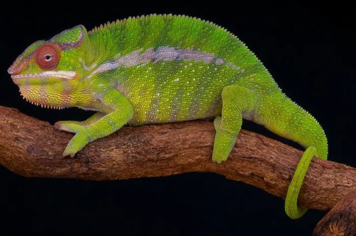Framed Print : Panther chameleon / Furcifer pardalis Framed Print : Panther chameleon / Furcifer pardalis