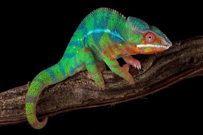 Framed Print : Panther chameleon (Furcifer pardalis) Ambilobe Framed Print : Panther chameleon (Furcifer pardalis) Ambilobe