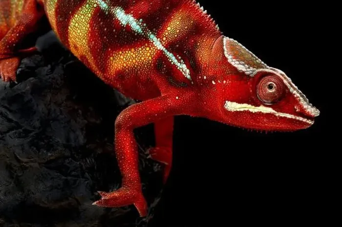 Framed Print : Panther Chameleon (Furcifer pardalis) male Framed Print : Panther Chameleon (Furcifer pardalis) male